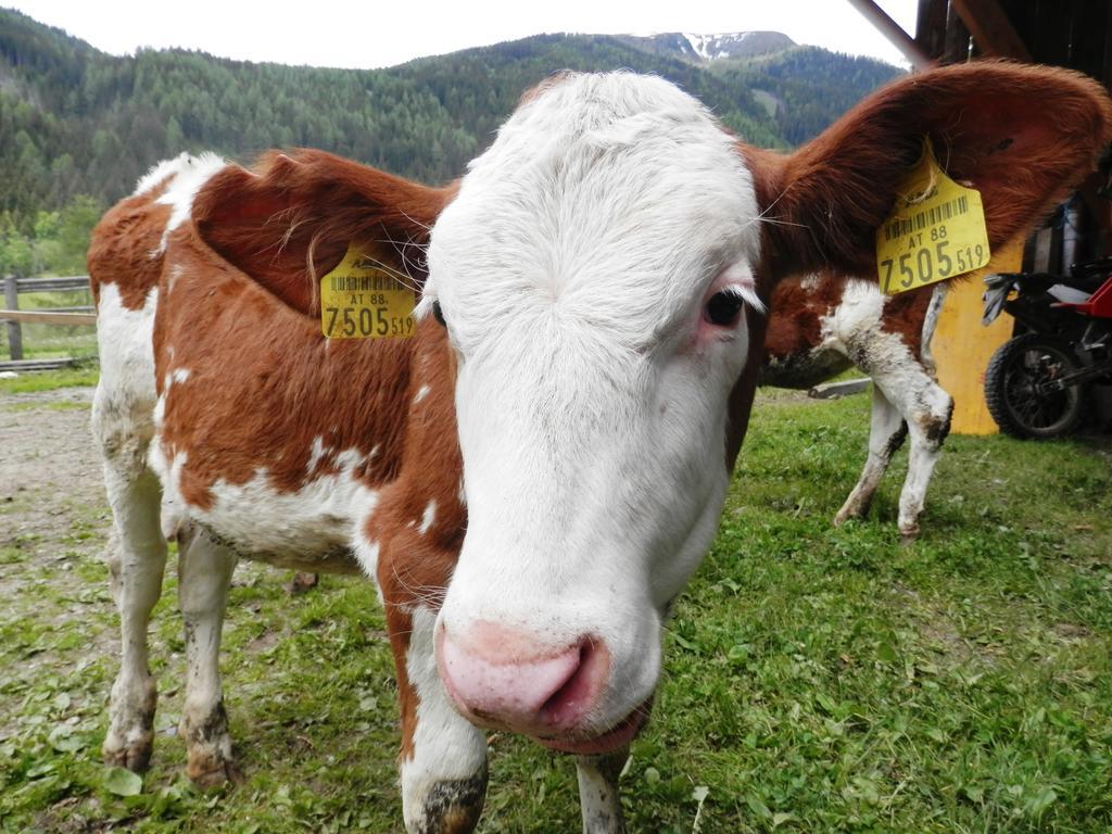 Hansalgut Hintergöriach Zewnętrze zdjęcie